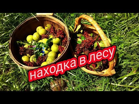 Экзотические фрукты Штата Миссури/ Что принесла из леса/ Сделала ремонт в кладовке  #93