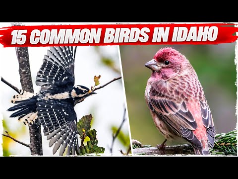 15 Common Birds in Idaho (with Pictures)