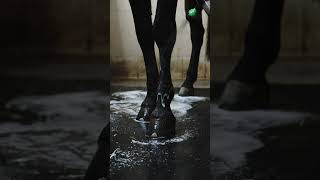 Veterinární šampon pro tmavou srst a hřívu s ořechem  500ml Eliott