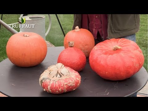 Courges : quelles différences entre potiron et citrouille - Truffaut
