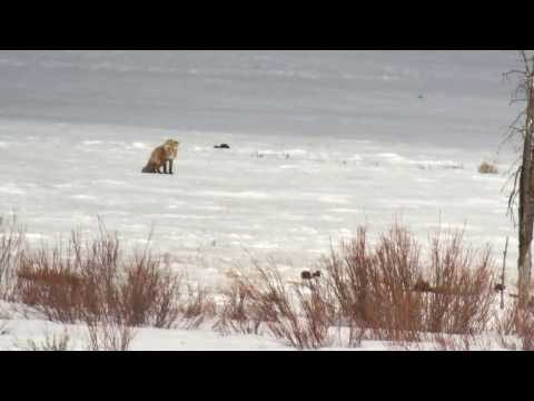 Mousing's Magnetic Mystery