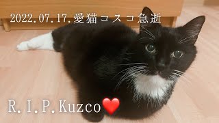 愛猫コスコが2022.07.17に急逝しました。