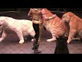 Ringling Bros 17 06 2021 13 45 02 2
