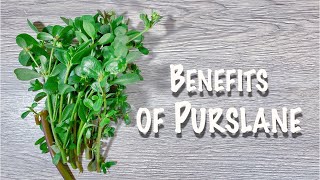 Benefits Of Purslane