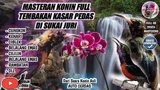 Download lagu MASTERAN KONIN FULL ISIAN TEMBAKAN KASAR mp3