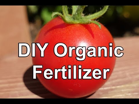 Solutions To Blossom End Rot In Tomatoes etc