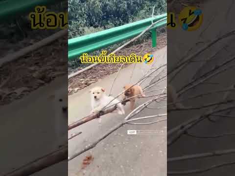 ขาไปห่าวด่องๆขากลับตามคลิป😆 #555 #ขำๆ #funny #หมาตลก #หมาน่ารัก
