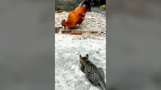 Download lagu Cat Attacking Rooster - Cat Fight Compilation 🐾 mp3 Download lagu Cat Attacking Rooster - Cat Fight Compilation 🐾 mp3