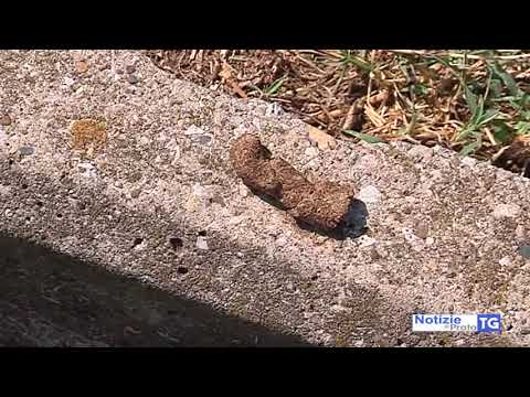 2018-08-16 POGGIO A CAIANO - PARTITA OPERAZIONE DECORO URBANO, PRIME MULTE