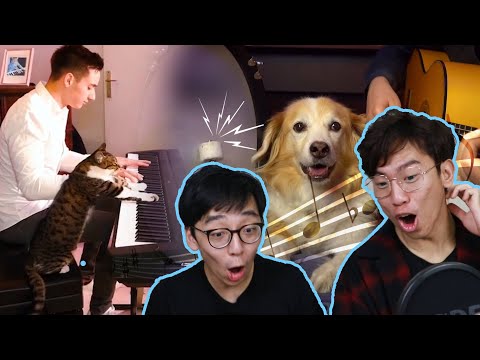 This GENIUS Cat Plays Piano Better Than You