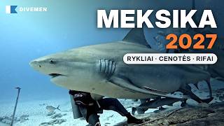 Nardymo išvyka į Meksiką 2027: bukasnukiai rykliai, cenotės ir Cozumel | Divemen