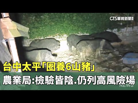台中太平「圈養6山豬」　農業局：檢驗皆陰.仍列高風險場