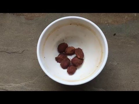 YouTube video about: How long do plums last?