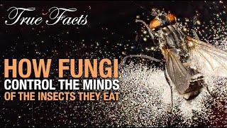 True Facts: Fungi That Control The Insects They Eat