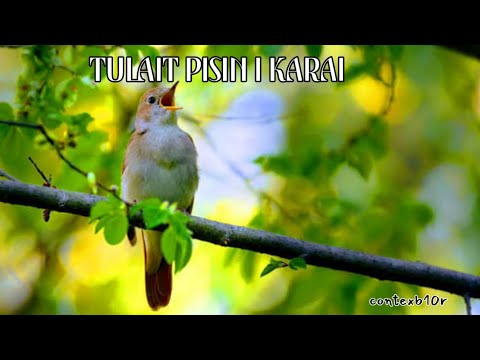 Tulait Pisin i Karai (Contexb10r) 2025 