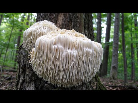 20 STRANGE FUNGI YOU WON'T BELIEVE EXIST!