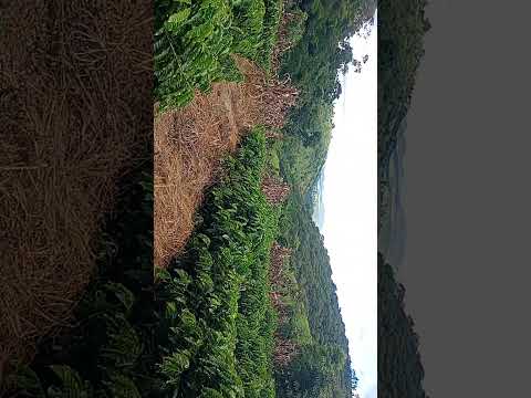 laranja da terra espirito santo