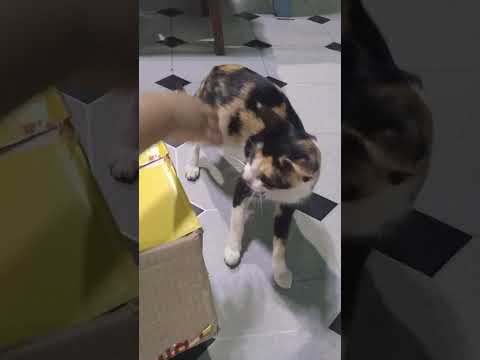 sailutar ah ka pi Thuami kum 98 mi kan hmu e