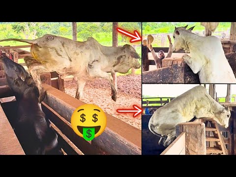 We sold the cattle to pay the bills, wild bulls everywhere, Nelore cattle, tough animals 😰