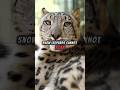 Snow Leopards Cannot ROAR ️ Wait For The Sound