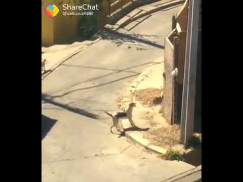 Dogs amotion to sucess