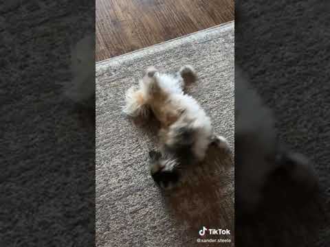 2021 03 04 @xander steele 6935574766921239813