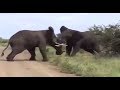 African Bull Elephants Fight Very Serious Fight It May Cause To Death