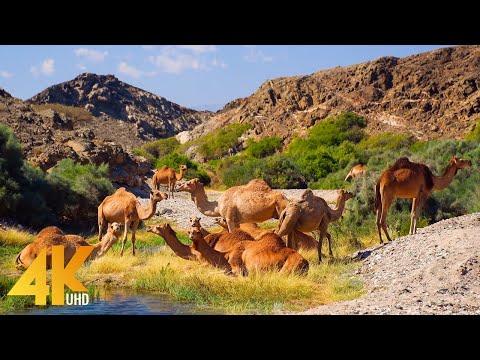 Incredible Oman in 4K UHD - Most Beautiful Nature Places of an Exotic Arab Country - Part #2