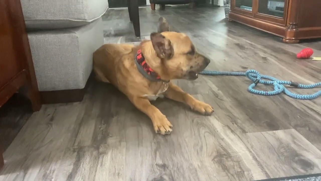 Athena, a ADOPTABLE mixed breed in Aurora, IL video 6/6