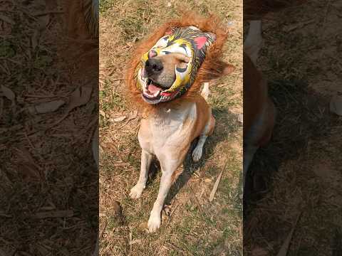 Reel tagged #animals