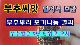 [텃밭농부 1,736]  건조 한 부추씨앗 보관방법 및 가을에  포기나눔 후 현상. #부추재배