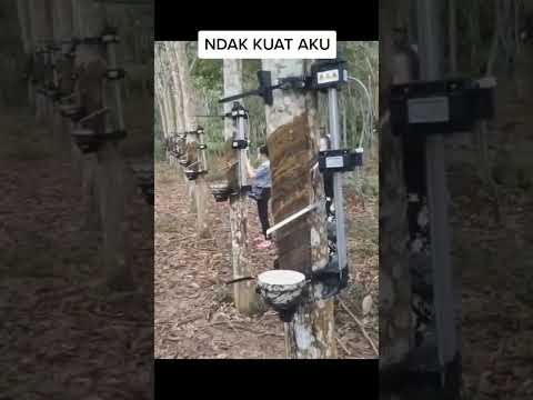 Alat sadap karet super canggih #shorts #petanikaret #viral