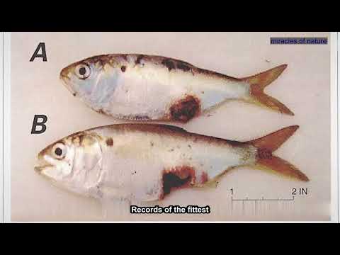 The Secret of Persimmons: From Sweet Fruit to the World's Most Expensive Black Wood (Ebony).