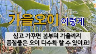 가을 오이 이렇게 심고 가꾸면 봄부터 가을까지 품질 좋은 오이 다수확 할 수 있어요! #여름 오이 가꾸는 방…