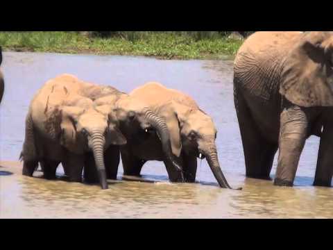 Elephants Drinking