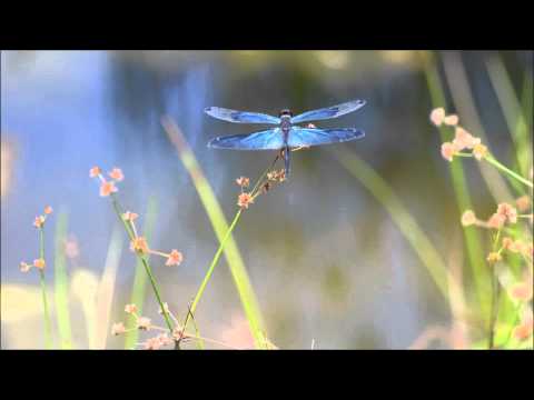 José Padilla Ft. Kirsty Keatch - Dragonflies