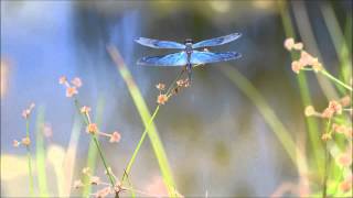 José Padilla Ft. Kirsty Keatch - Dragonflies