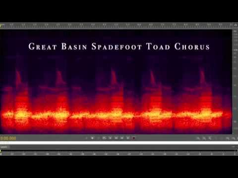 Bernie Krause  The voice of the natural world