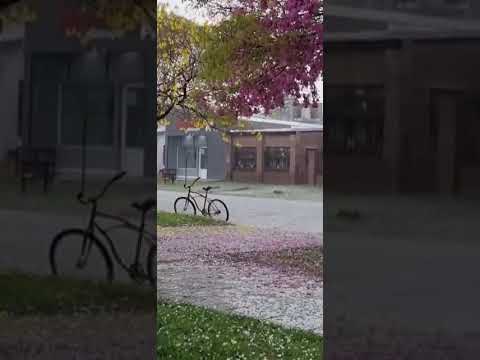 Reporte de caída de granizo en Coronel Bogado, Santa Fe.🎥11/10/2025 #granizo #tormenta
