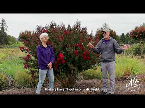 Garden Gab: Magnificent Crape Myrtles