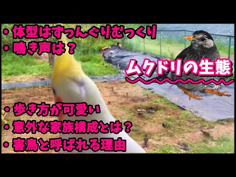 ムクドリを怖がらせるものは何ですか？鳥の餌台や庭から永遠に追い払うための 4 つのヒント  庭園