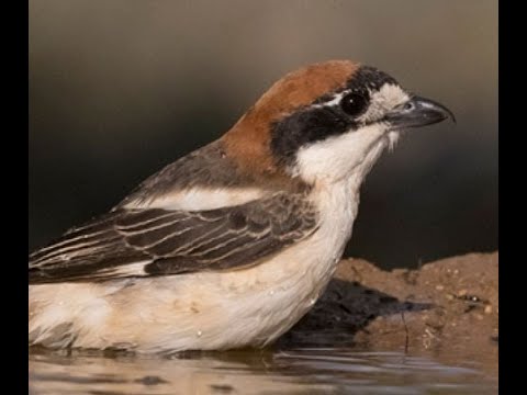 ALCAUDÓN COMÚN | WOODCHAT SHRIKE | Lanius