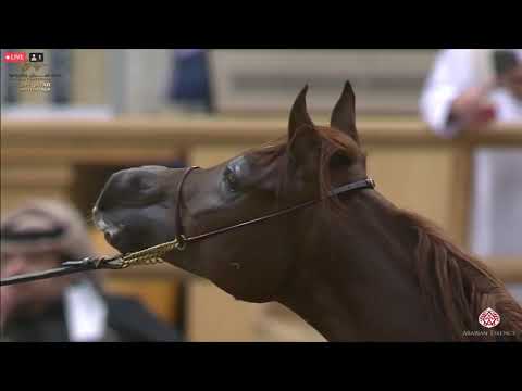 N 282 HABIB AL SHAHANIA   23rd Qatar National Arabian Horse Show   Yearling Colts Class 6A