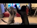 Cat Slap Battle For Stool Dominance
