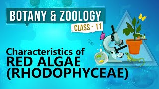 Characteristics of Red Algae ( Rhodophyceae ) - Kingdom Plantae - Biology Class 11