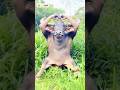 POV: When the buffalo gets a full photoshoot like a celebrity 🐃 #funnyshorts #buffalo #comedyshorts