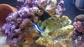bluestreak cleaner wrasse sleeping in the live rock