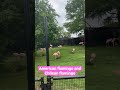 American Flamingo And Chilean Flamingo Shorts Viral Trendingvideo Trendingshorts Wildlife Zoo
