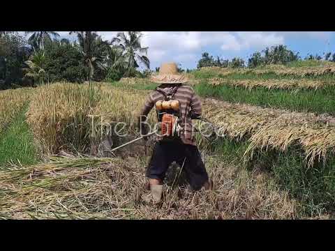 Harvesting Rice With Unique Machine - The Balitrees