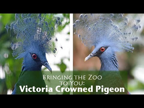Victoria crowned pigeon zoo display